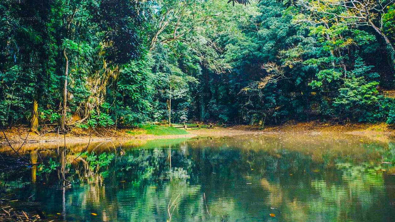 Udawattekele Forest Reserve